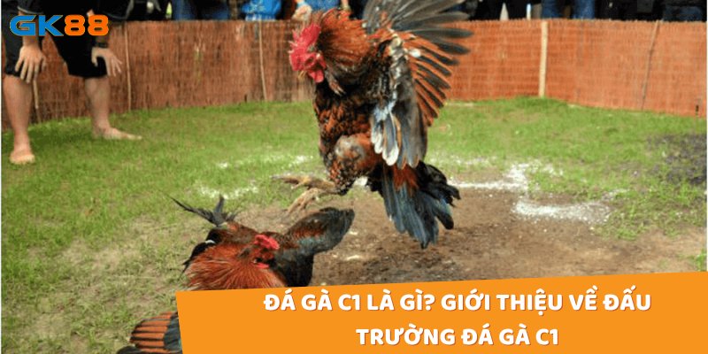 Trực tiếp đá gà c1 hôm nay quy tụ những trận đấu đỉnh cao giữa các chú gà mạnh nhất