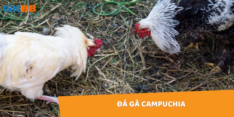 Đá gà Campuchia nổi bật với các giống gà chất lượng