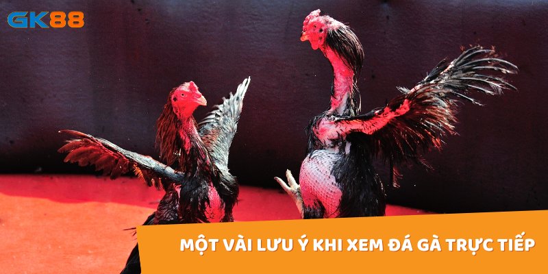 Một vài lưu ý khi xem đá gà trực tiếp