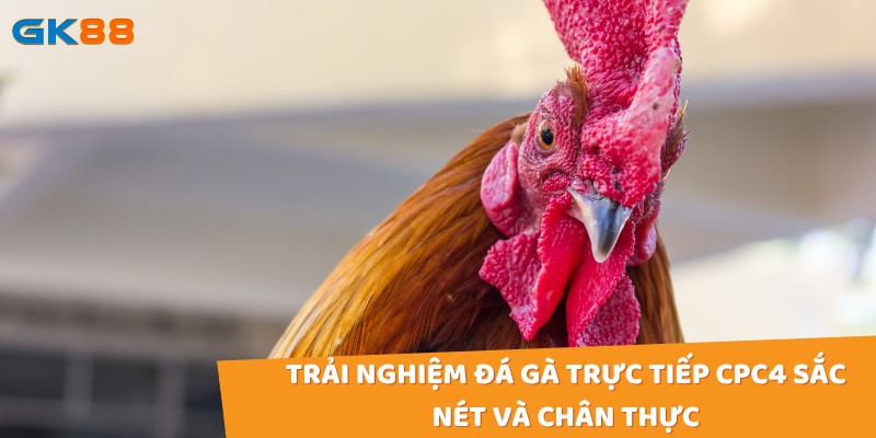 Xem đá gà trực tiếp cpc4 tại gk88 với độ phân giải cao