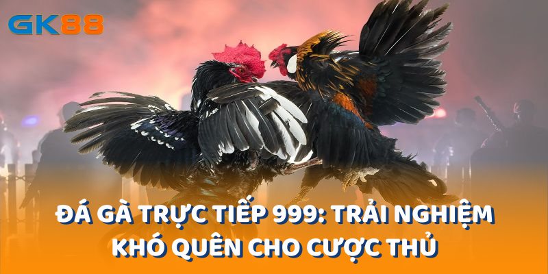 Đá Gà Trực Tiếp 999: Trải Nghiệm Khó Quên Cho Cược Thủ