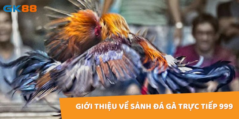 Đá gà trực tiếp 999 mang đến chất lượng hình ảnh sắc nét, âm thanh sống động