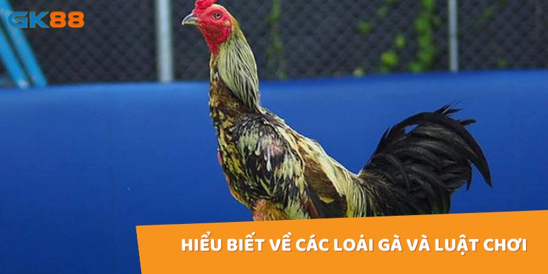 Đừng quên tìm hiểu về các loại gà và luật chơi ở trận đấu