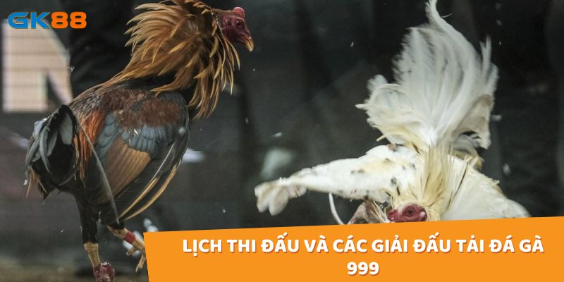 Đá gà trực tiếp 999 cập nhật lịch thi đấu hàng ngày với những trận đấu nổi bật